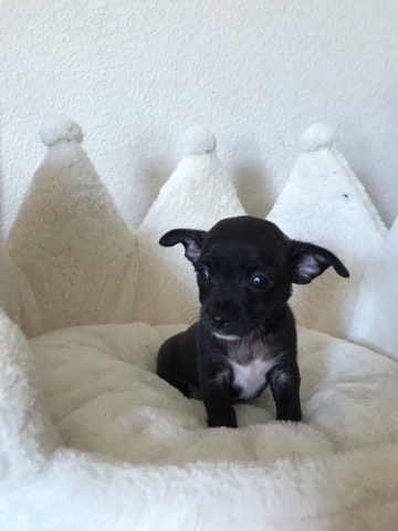 Chihuahua – Chihuahua