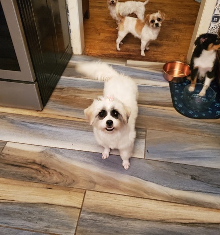 Shih Tzu โ Playful Shihtzu female 8mo