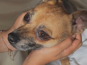 Chihuahua – merle chihuahuas – Abu Dhabi
