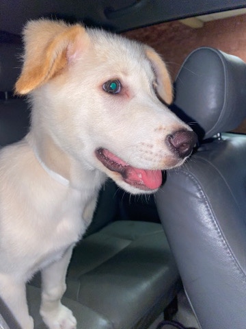 Husky/Lab Mix