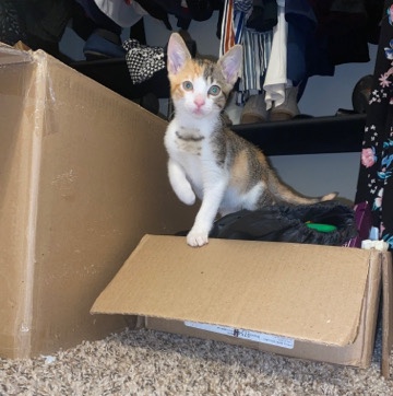 Female Calico Kitten