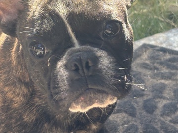 French Bulldog – Brindle Boy – Madisonville
