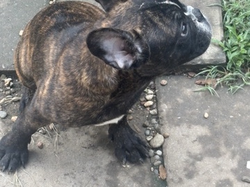 French Bulldog – Brindle Boy – Madisonville