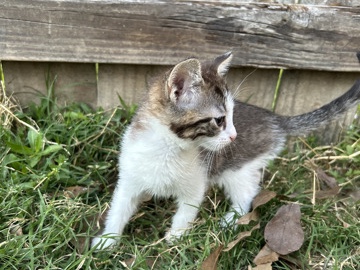 Kitten – Mandeville