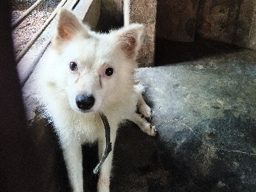 Pomeranian – Pomeranian Dog Male  5000 Rs only – Guruvayur