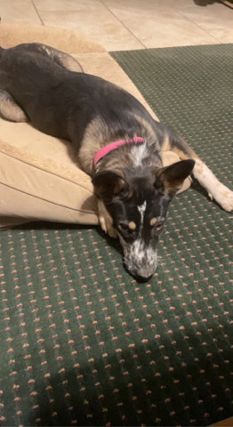 Australia Shepherd/ Blue heeler