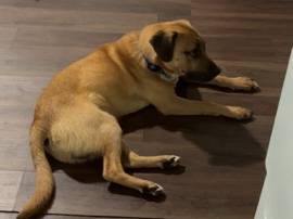 American Pit/ Swiss Mountain mix – Bremen