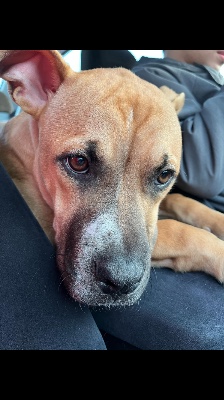 Bullmastiff – Leo the BULLY XXL  looking for a home – Minneapolis