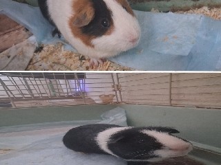 Guinea Pig – Guinea Pigs – Union Park