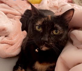 American Shorthair – Urgent Rehome of Cats