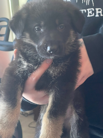 German Shepherd – AKC German Shepherd Puppies