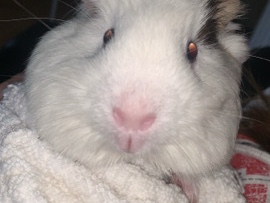 2 male Guinea pigs- comes with c&c cage and cage accessories 