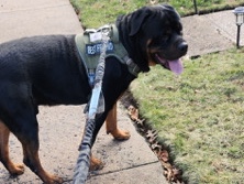 Rottweiler – King — Powerful, Handsome Rottweiler Looking for His New Home – Newark