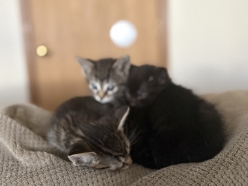 kittens – Minneapolis