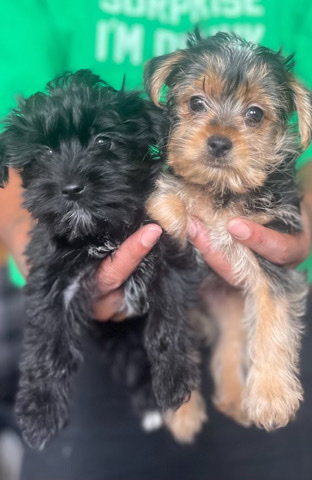 Yorkshire Terrier β Yorky Kisses π½