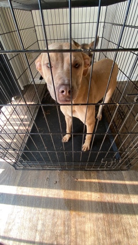 American Pit Bull Terrier – Nyla