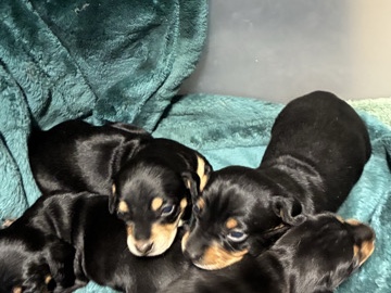 Dachshund – mini dachshund puppies – Amarillo
