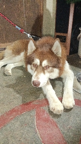 Siberian Husky – husky dog for