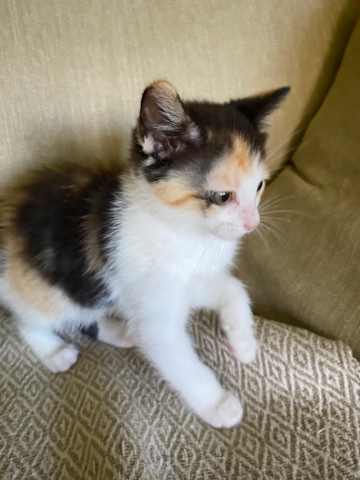 4 kittens