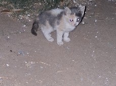 calico kitten – Phoenix