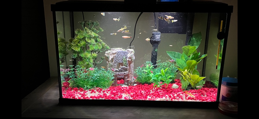 Guppies – selling guppies