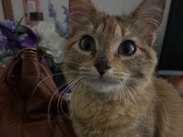 sweet 8-Month-Old Cat for Adoption – Spicewood