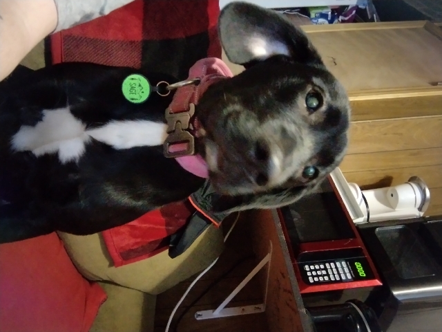 Labrador Retriever – sage