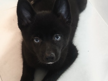 Pomsky – pomsky puppy – Egg Harbor Township