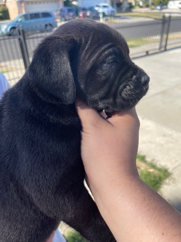 Cane Corso – puppies