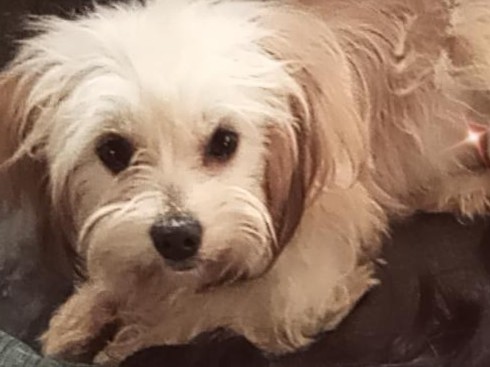 Maltese – free to anyone who can take care of her