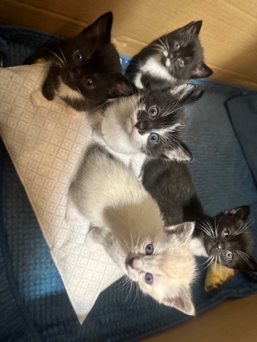 American Shorthair – tiny kittens