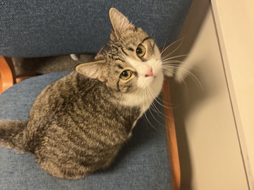 American Shorthair – Cat for sell – Savannah