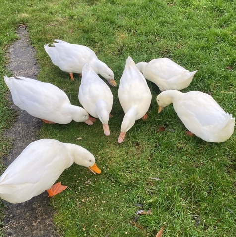 5 male pekin ducks
