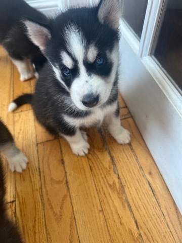 Siberian Husky – husky puppies for sale $1,000