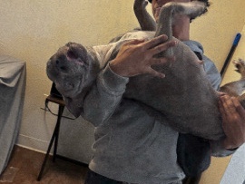American Pit Bull Terrier – Nina, Blue Nose Pitbull – Denver