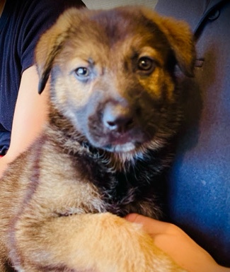 German Shepherd – Girl German Sheppard mix puppy