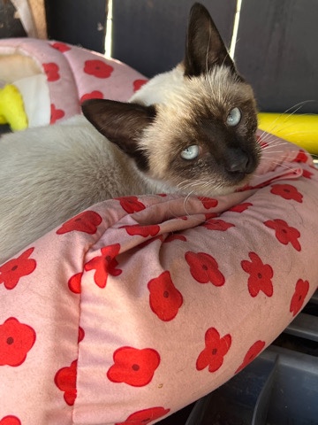 Siamese – Siamese Cat for sale