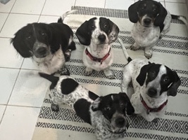 Dachshund – Piebald Daschunds - 4 months