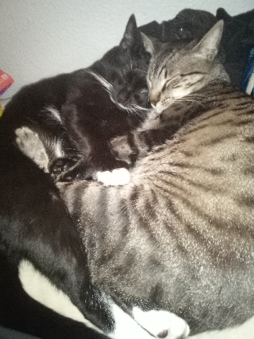 Free 2 cats need home asap