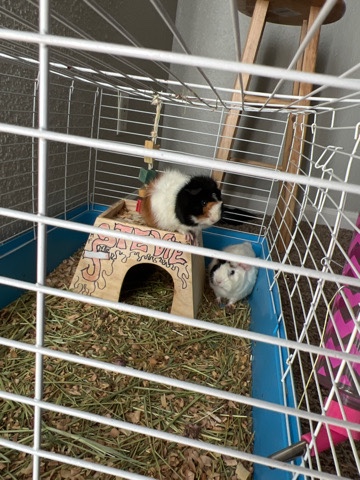 Guinea pig