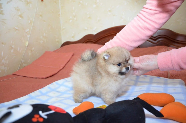 Pomeranian – Pomeranian for sale