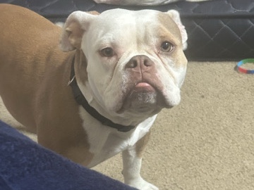 Bulldog – dog in need of a good home