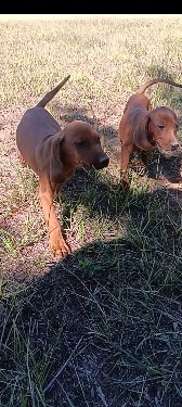 Redbone Coonhound – Redbone Coonhound