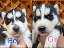 Siberian Husky – Newborn Huskies – Arlington