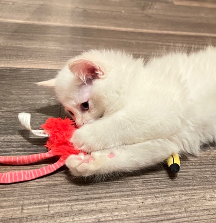 Ragdoll – Ragdoll Kittens ready to go