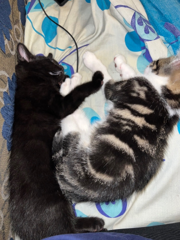Bombay – kittens
