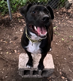 American Staffordshire Terrier – Your New Friend, Otis