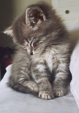 cute little kitty