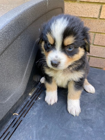 Australian Shepherd – Standard Australian Shepherds