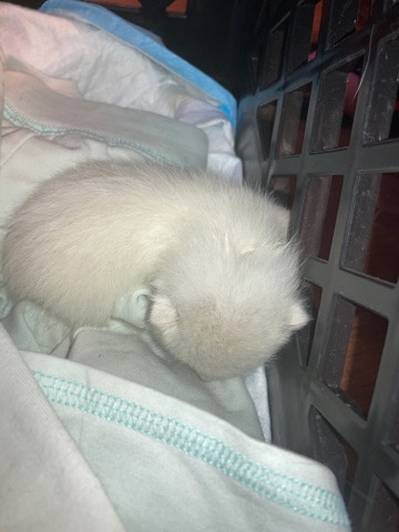 kitten
